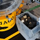 Proben vom Unterwasser-Vulkan vor El Hierro. Foto: Maike Nicolai, GEOMAR