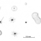 UVP Bilder verschiedener Rhizaria. / UVP images of different Rhizarians
