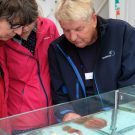 Heidi Gonschior kennt nicht nur die lateinischen Namen aller Ostseetiere, sondern kann auch viel über deren Lebensweise erzählen. Foto: Jan Steffen