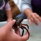 Woran kann man eine weibliche von einer männlichen Strandkrabbe unterscheiden? Auch diese Information gab es beim Open Ship. Foto: Jan Steffen