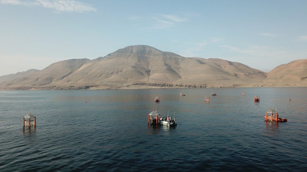 KOSMOS-Mesokosmen im Auftriebsgebiet vor der peruanischen Küste. Auch unter schwierigen Lockdown-Bedingungen hat das internationale Team die Versuche jetzt zu einem Abschluss bringen können/KOSMOS mesocosms in the upwelling area off the Peruvian coast. Even under difficult lockdown conditions, the international team has now been able to bring the experiments to a successful conclusion.