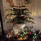 A still growing Christmas tree