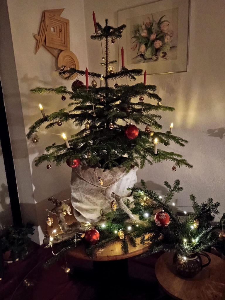 A still growing Christmas tree