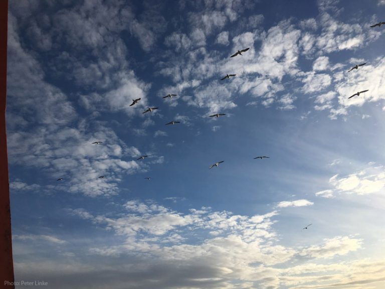 Hallo ihr Landratten! | POS534