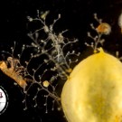 Sargassum Lebensgemeinschaft unter dem Mikroskop / Sargassum community through the magnifying glass. ©Torben Riehl