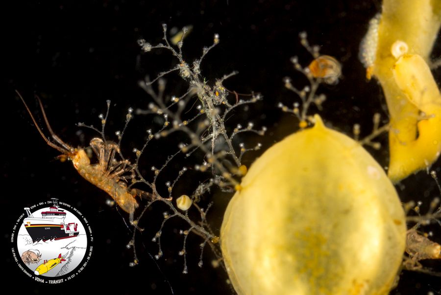 Sargassum Lebensgemeinschaft unter dem Mikroskop / Sargassum community through the magnifying glass. ©Torben Riehl