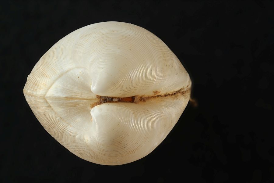 Vesicomya (Tiefseemuschel) von der Seite / Vesicomya deep-sea mussel) from the side. ©Torben Riehl