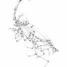 Bleistiftzeichnung einer Ischnomeside / Pencil drawing of an Ischnomesid ©Nele Heitland