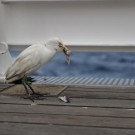 Kuhreiher bei der Mahlzeit / cattle egret eating. ©Ivan Voltski