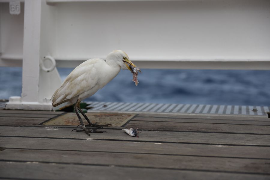 Kuhreiher bei der Mahlzeit / cattle egret eating. ©Ivan Voltski