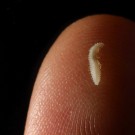 Größe der meisten Polychaeten im Vergleich zu meiner Fingerkuppe / The size of most polychaetes in comparison to my fingertip. ©Simon Bober