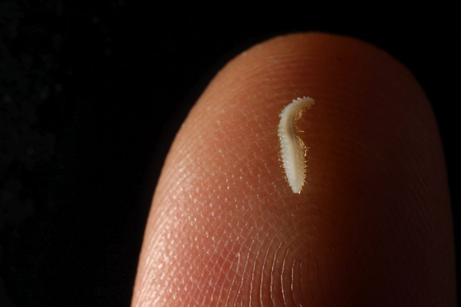 Größe der meisten Polychaeten im Vergleich zu meiner Fingerkuppe / The size of most polychaetes in comparison to my fingertip. ©Simon Bober