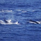 Whales! Photo: Steffen Fuhlbrügge