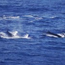 Whales! Photo: Steffen Fuhlbrügge