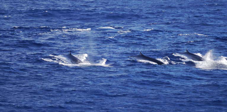Whales! Photo: Steffen Fuhlbrügge