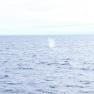 Nicht nur die erste Dredge wurde erfolgreich gefahren, auch die ersten Wale lassen sich blicken. Foto: Fauve de Arnal.