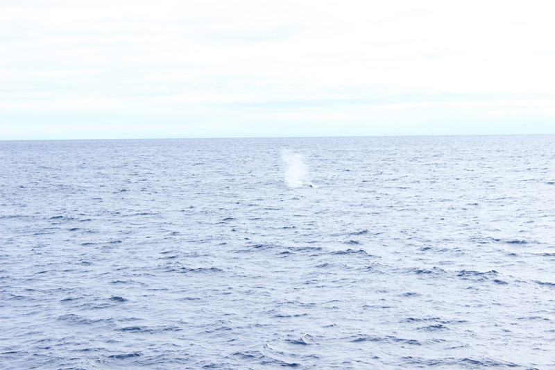 Nicht nur die erste Dredge wurde erfolgreich gefahren, auch die ersten Wale lassen sich blicken. Foto: Fauve de Arnal.