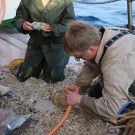 Biologen und Geologen arbeiten auf dieser Fahrt Hand in Hand. Foto: Sandra Wind